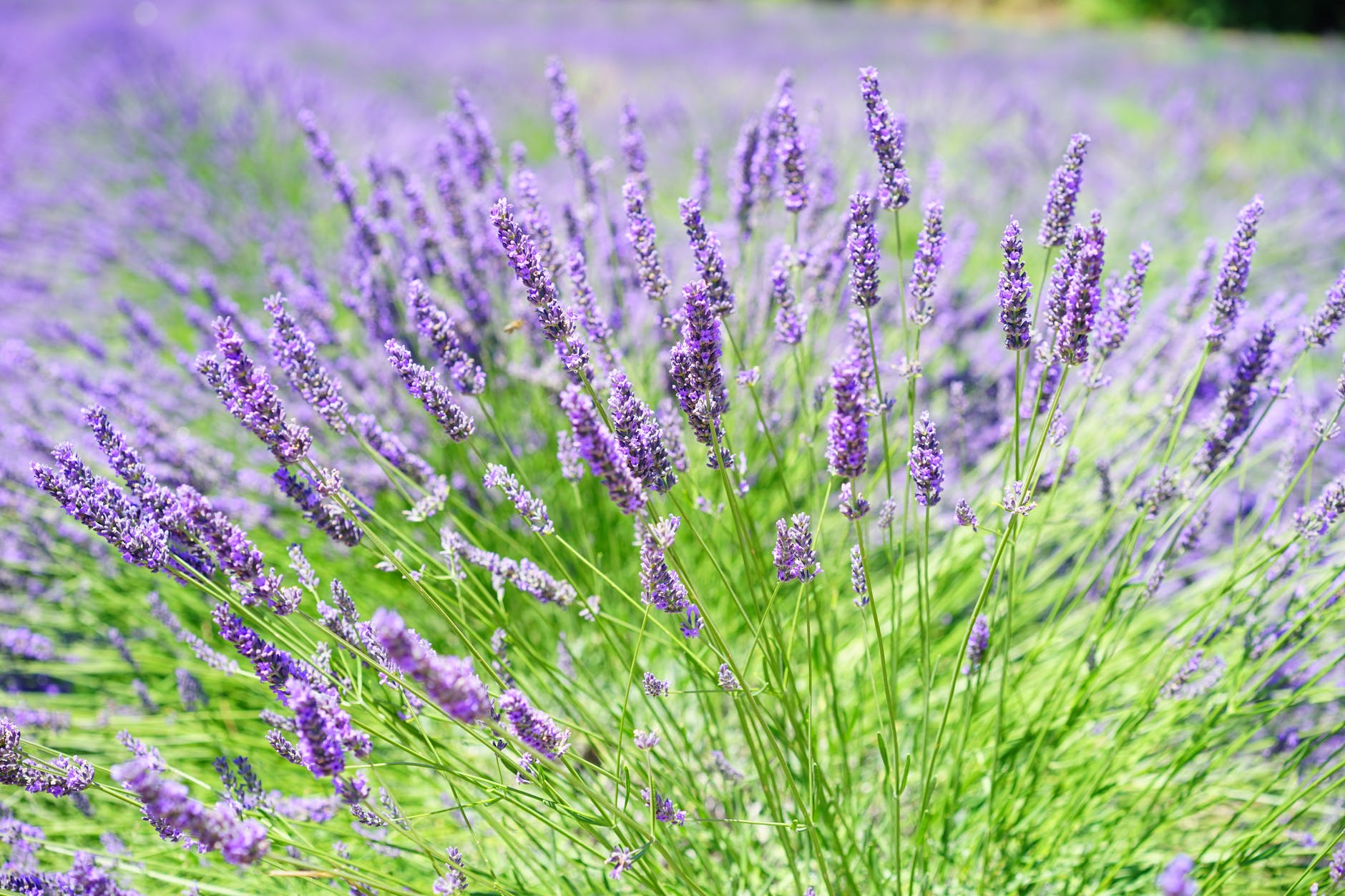90 Unique Spices to Grow in Your Herb Garden 9 Lavender Growing in Field
