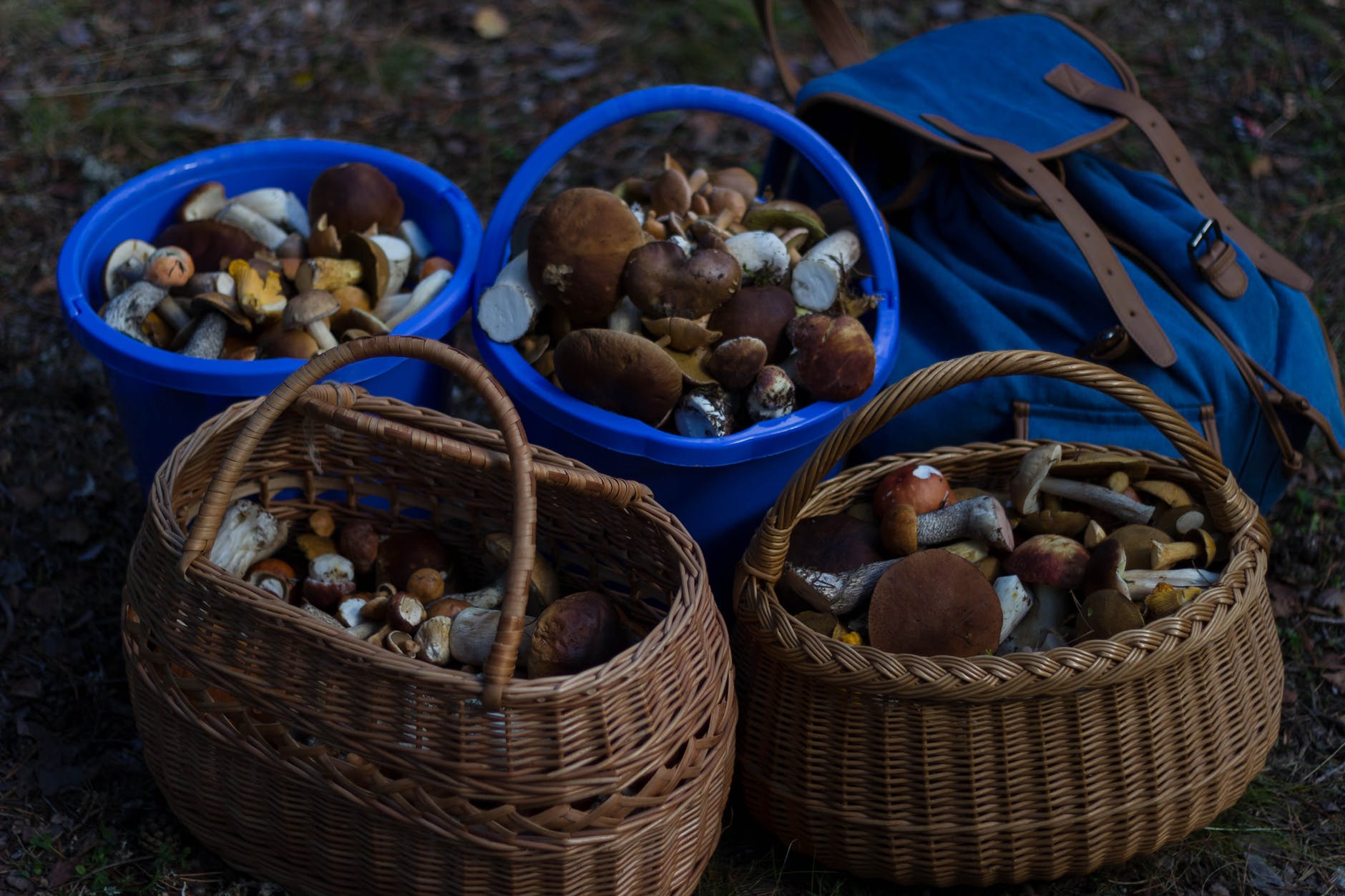 foraged mushrooms in baskets The Ultimate List of Homesteading Skills!