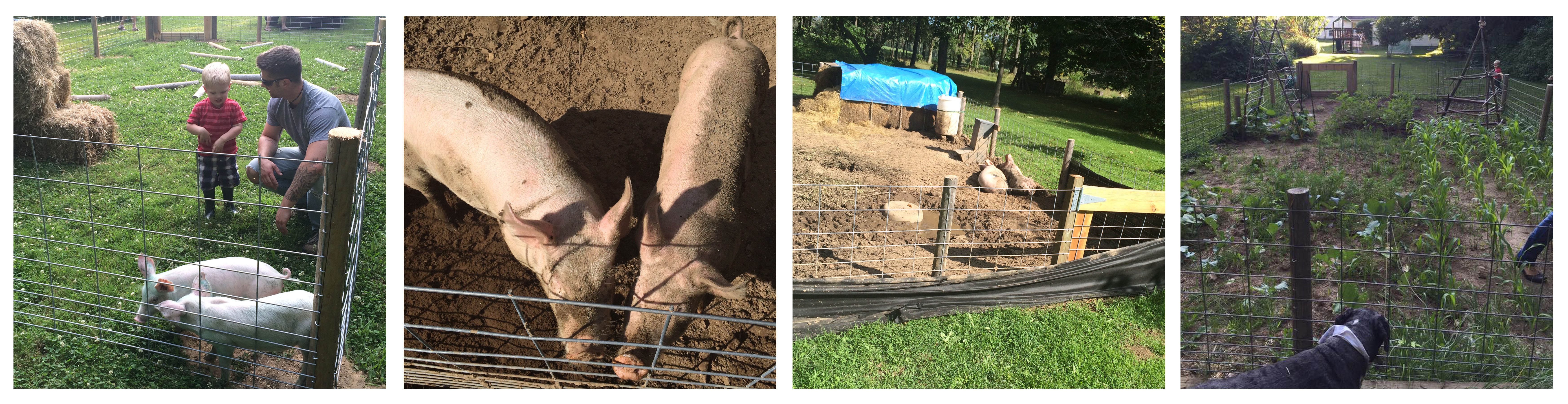 Pigs tilling the Garden