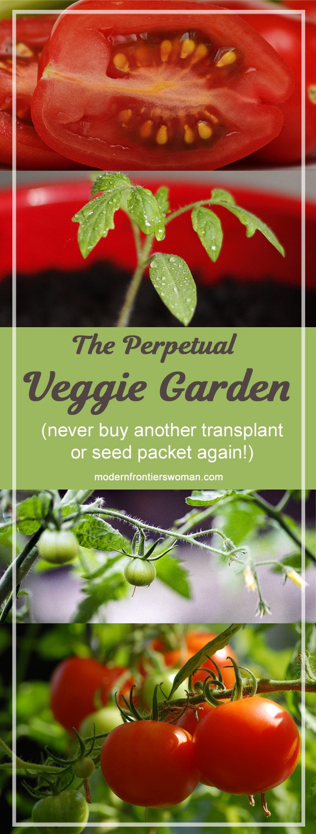 Chaos Gardening for Perpetual Harvests 27 The perpetual veggie garden (never buy another transplant or seed packet again!)
