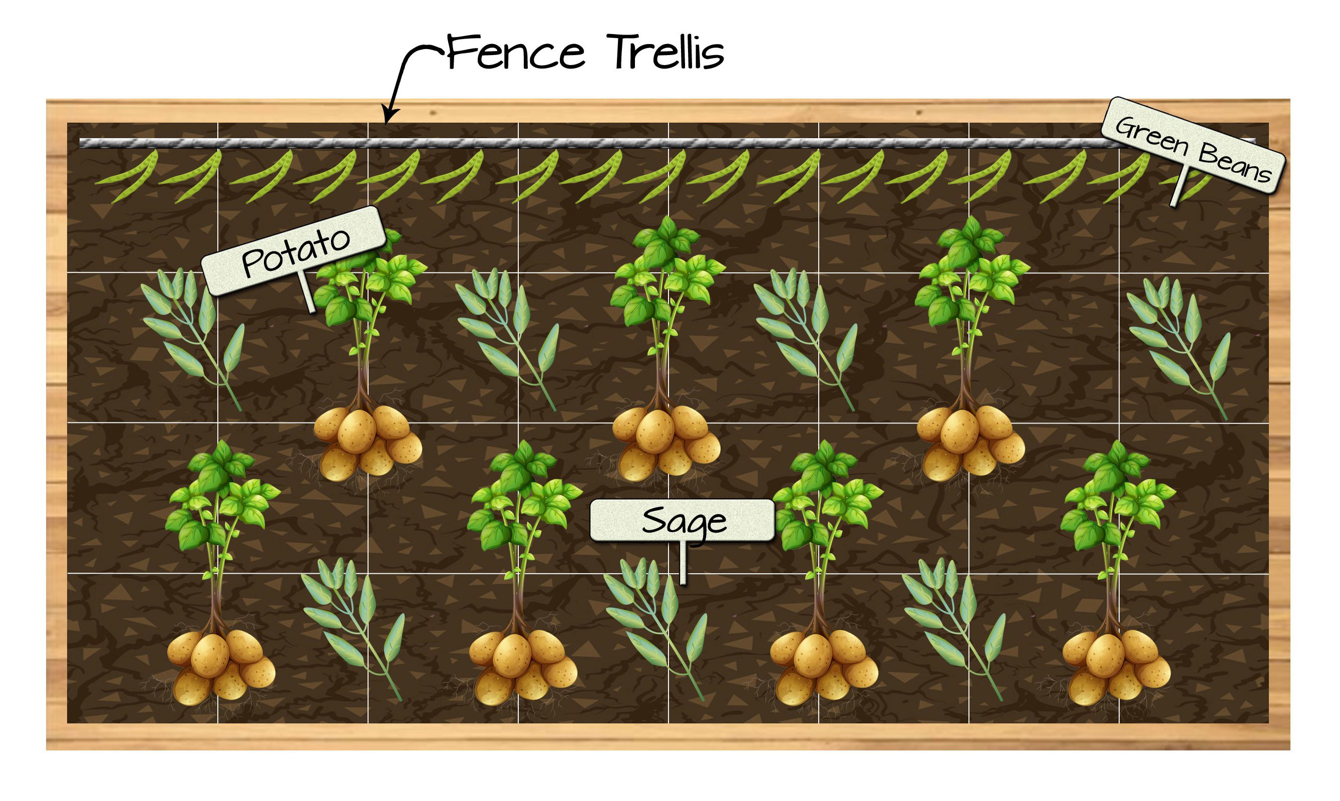 Raised Bed Vegetable Garden Plan 11 - Potatoes, Sage, and Green Beans
