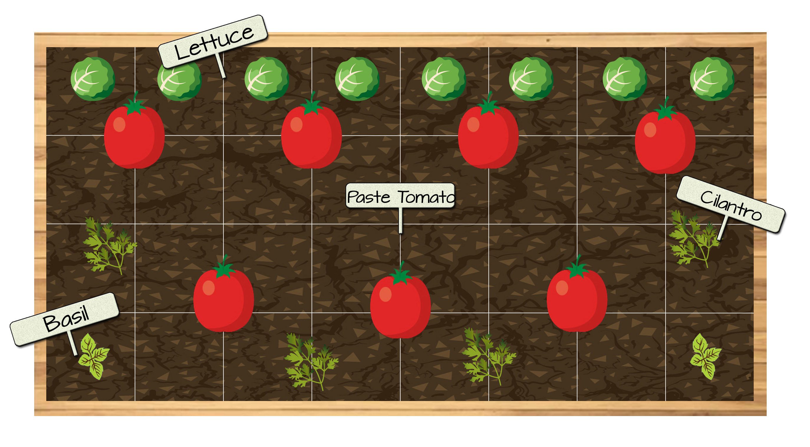 Raised Bed Vegetable Garden Plan 13 - Lettuce, Paste Tomatoes, Cilantro and Basil