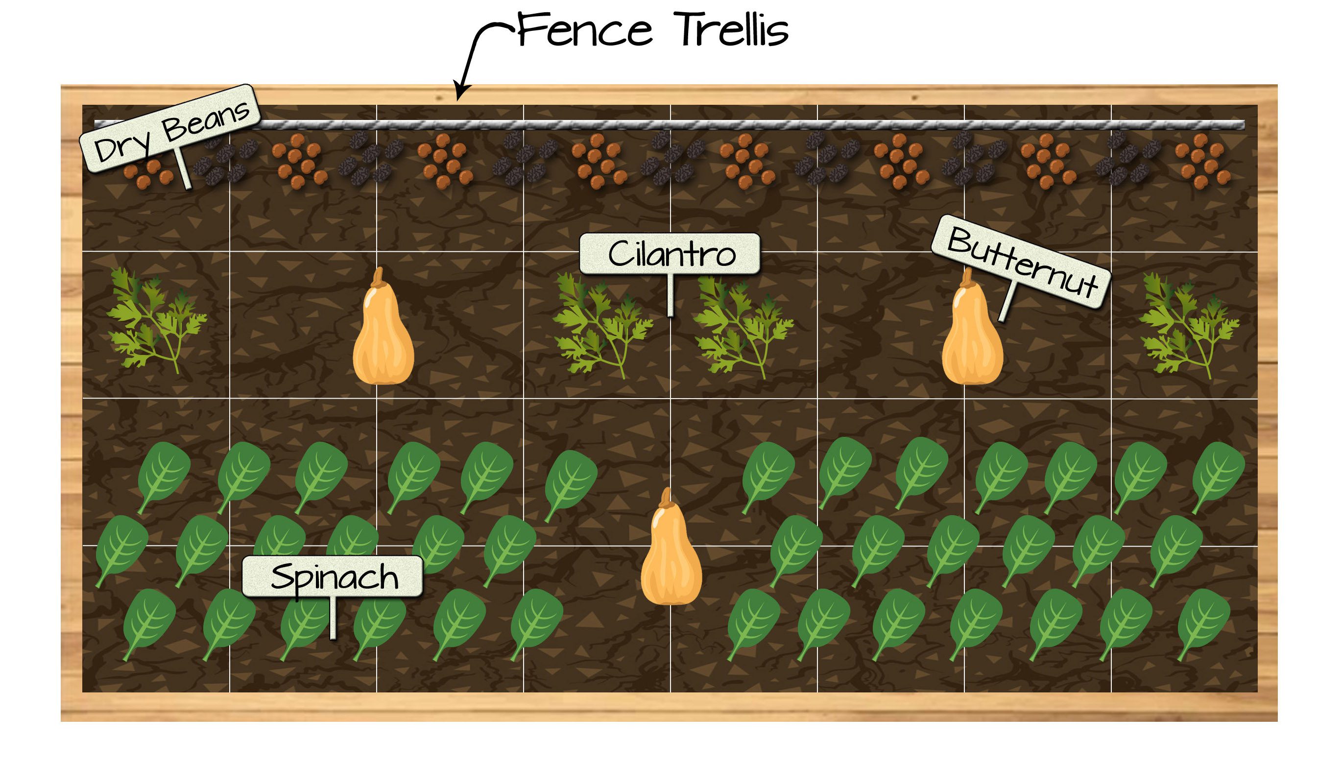 Raised Bed Vegetable Garden Plan 14 - Dry Beans, Cilantro, Butternut Squash, and Spinach
