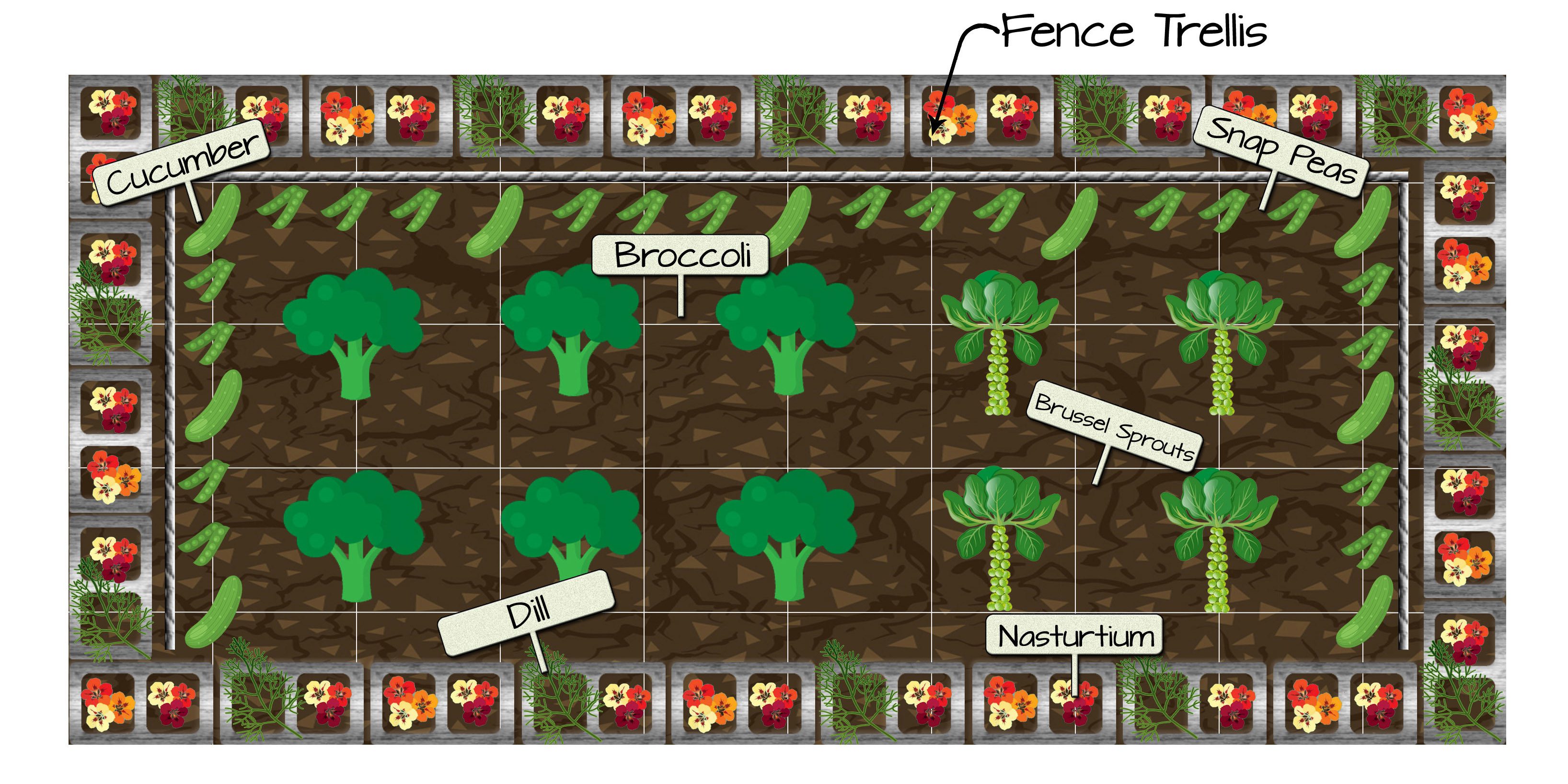Raised Bed Vegetable Garden Plan 8 - Broccoli, Brussel Sprouts, Dill, Nasturtium, Cucumber, and Snap Peas