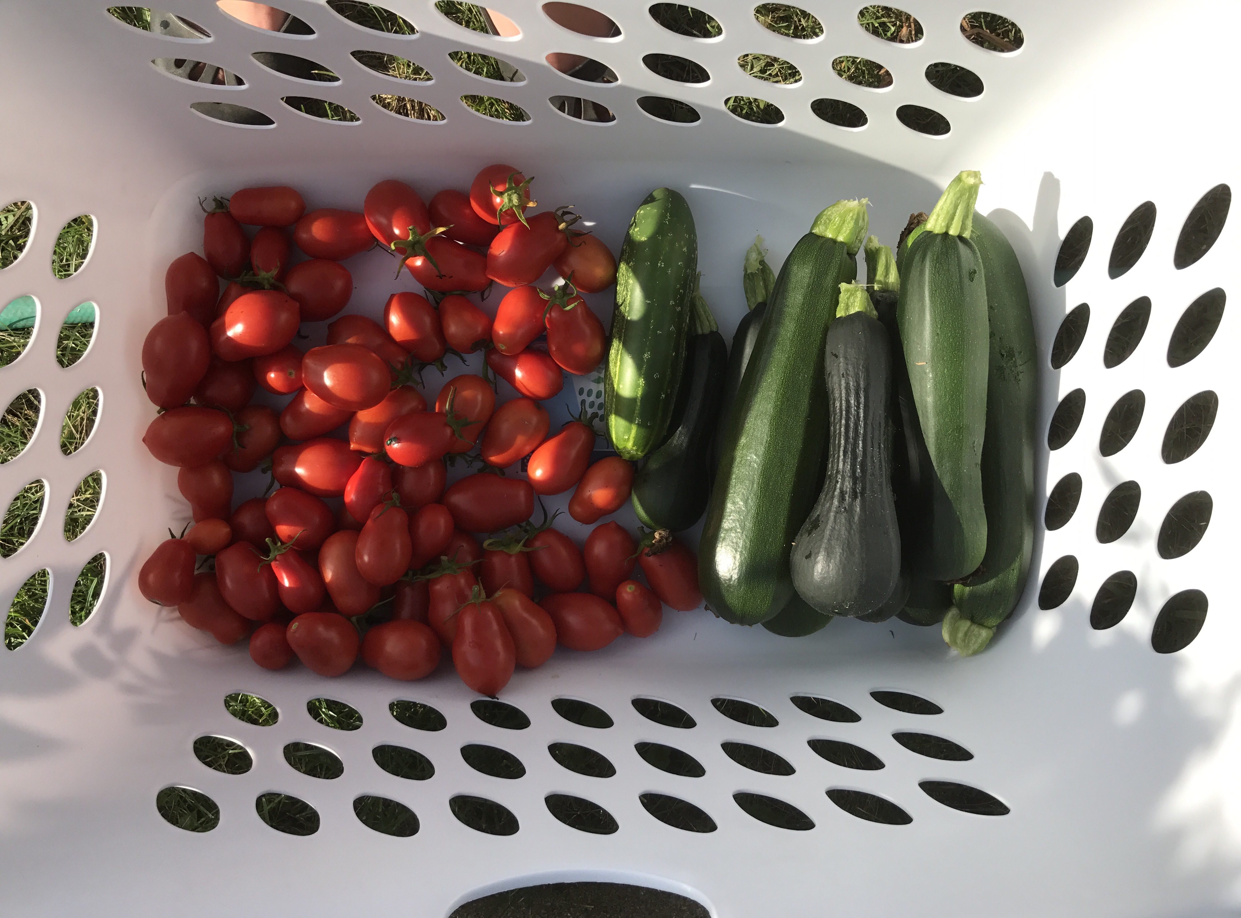 Zucchini and Roma Tomatoes just harvested in basket
