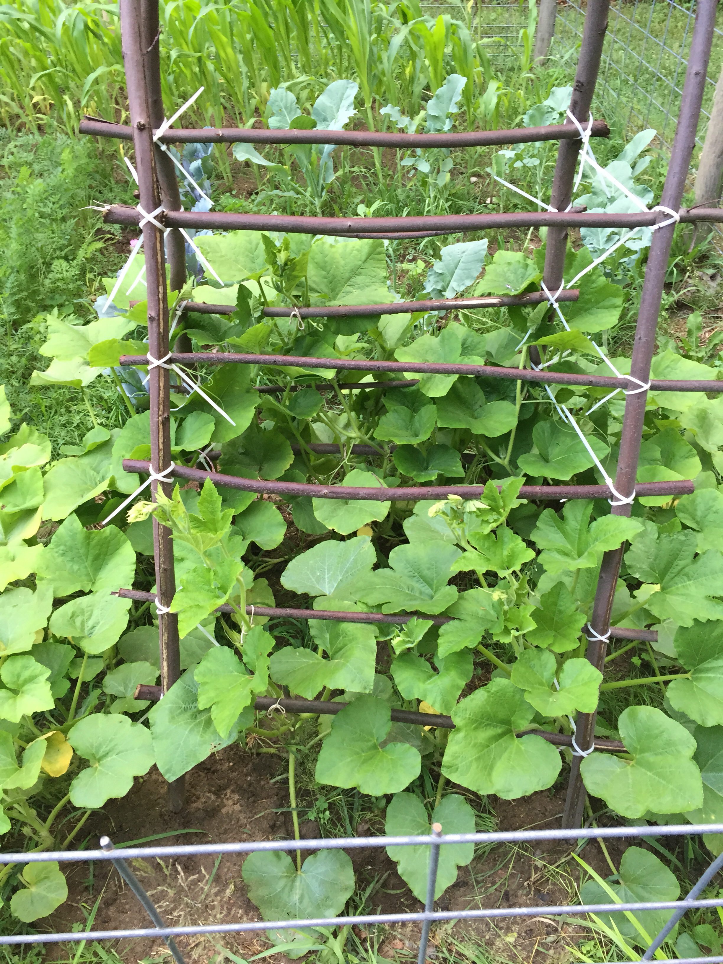 Winter squash climbing a natural wood trellis