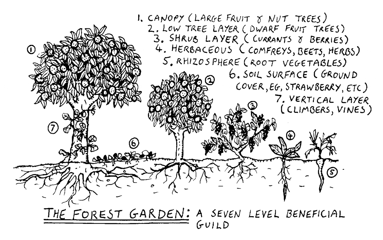 Permaculture food forest garden diagram My Passion for Permaculture (and how to apply it to your homestead)!
