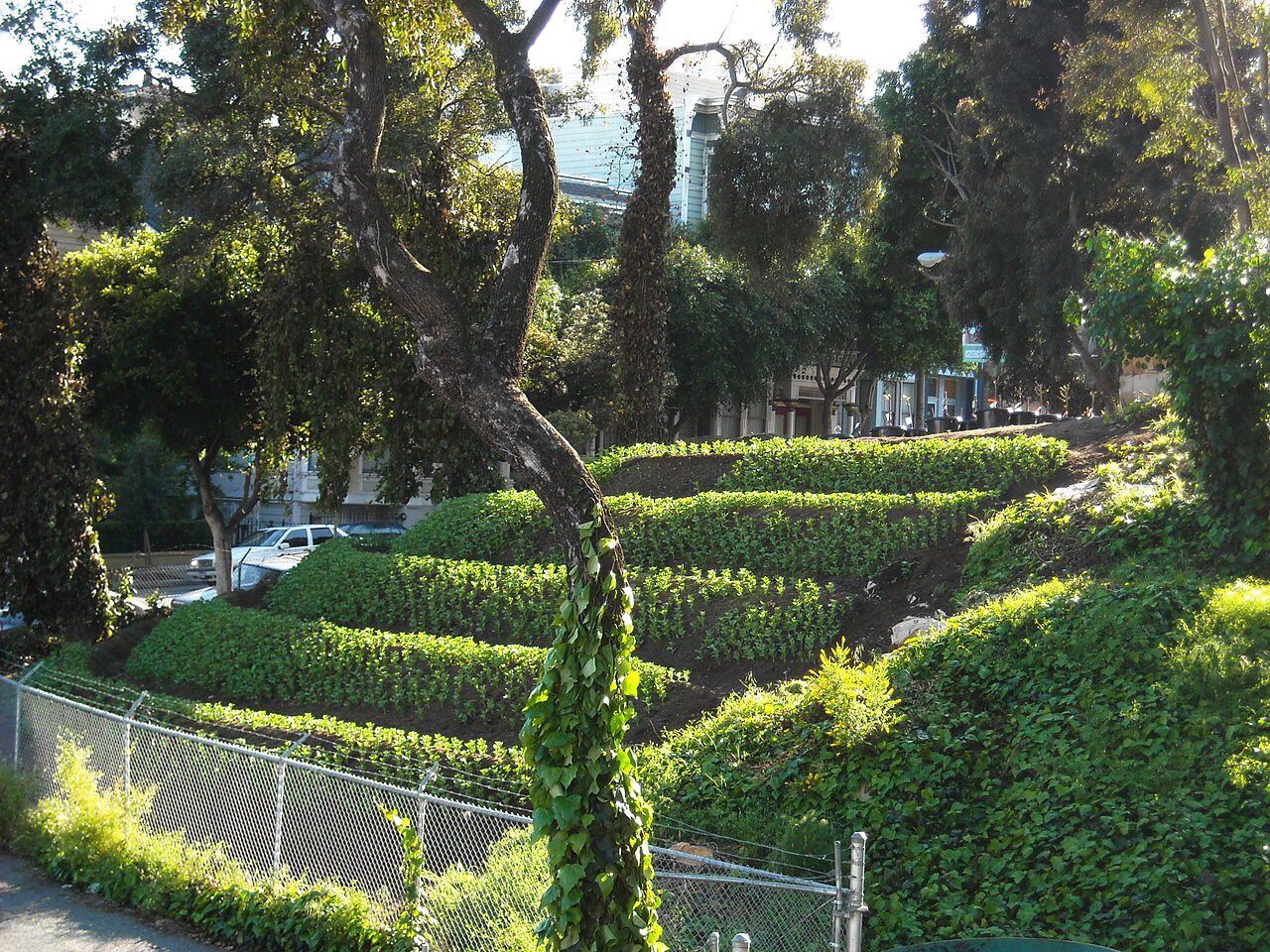 Terraced planting on steep slope