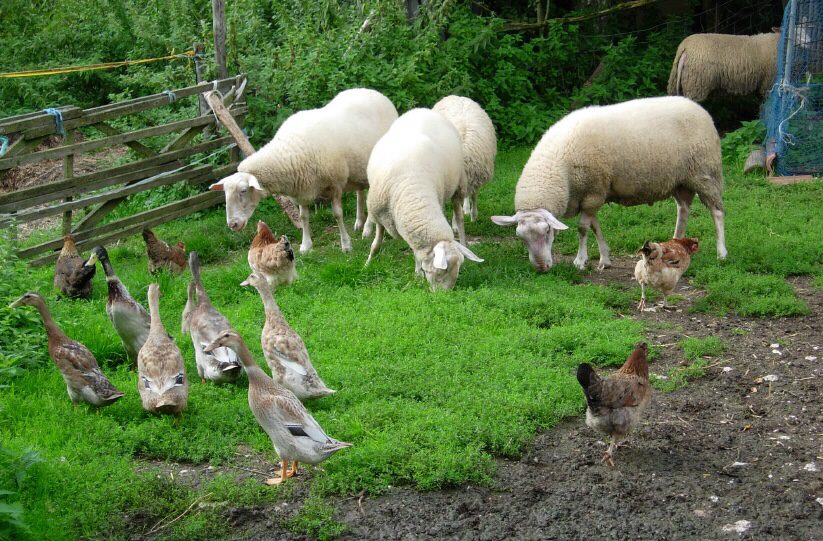Pasture with sheep, chickens and ducks My Passion for Permaculture (and how to apply it to your homestead)!
