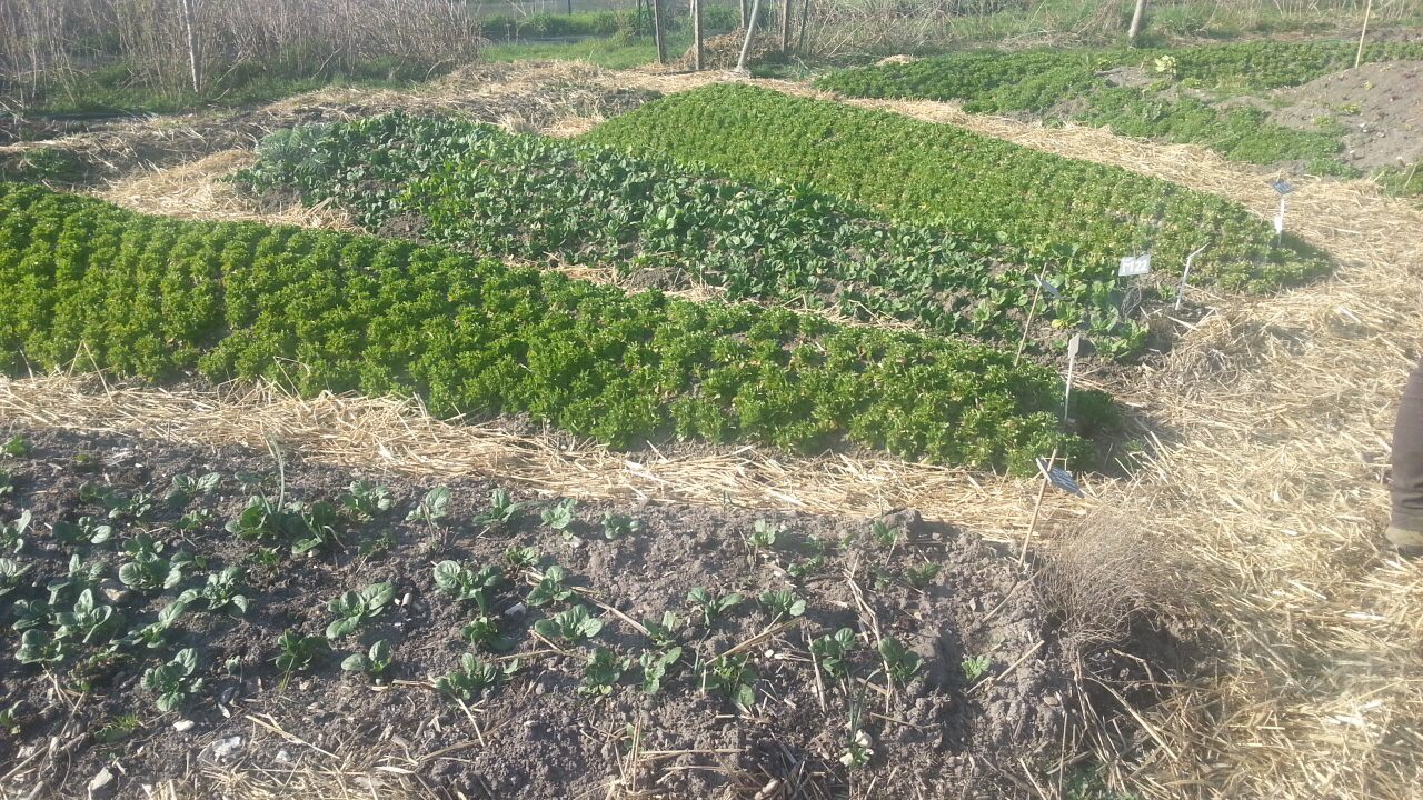 Mandala garden design with straw mulch