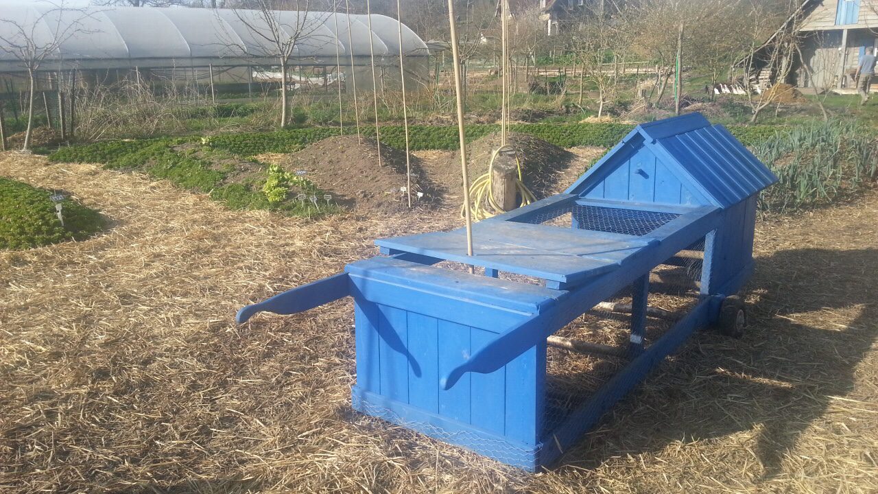 chicken tractor in mandala design garden and greenhouse My Passion for Permaculture (and how to apply it to your homestead)!