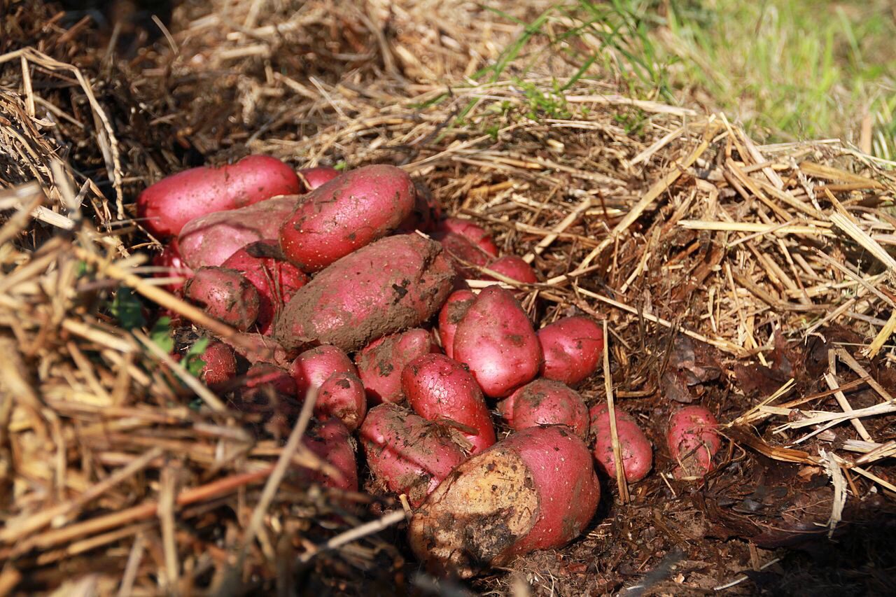 Sweet potato harvest in straw