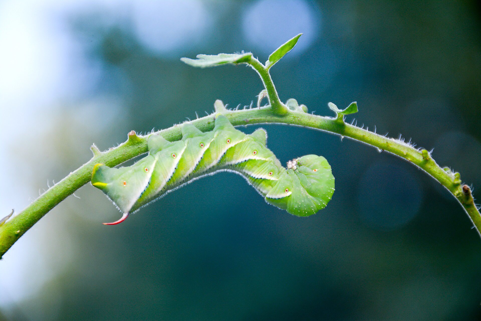 How to Grow Tomatoes 25 Tomato Hornworm on plant