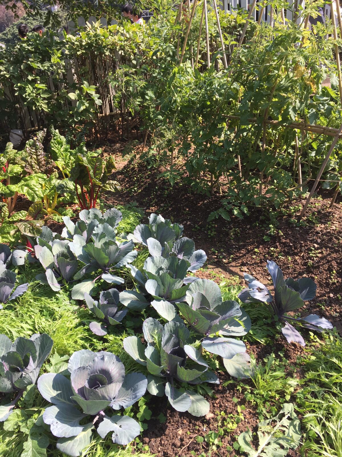 Unlock the Secrets to a Perfect Garden Layout! (A Reference Tool for Gardeners) 19 companion planting garden cabbage carrots swiss chard trellis Unlock the Secrets to a Perfect Garden Layout! (A Reference Tool for Gardeners)