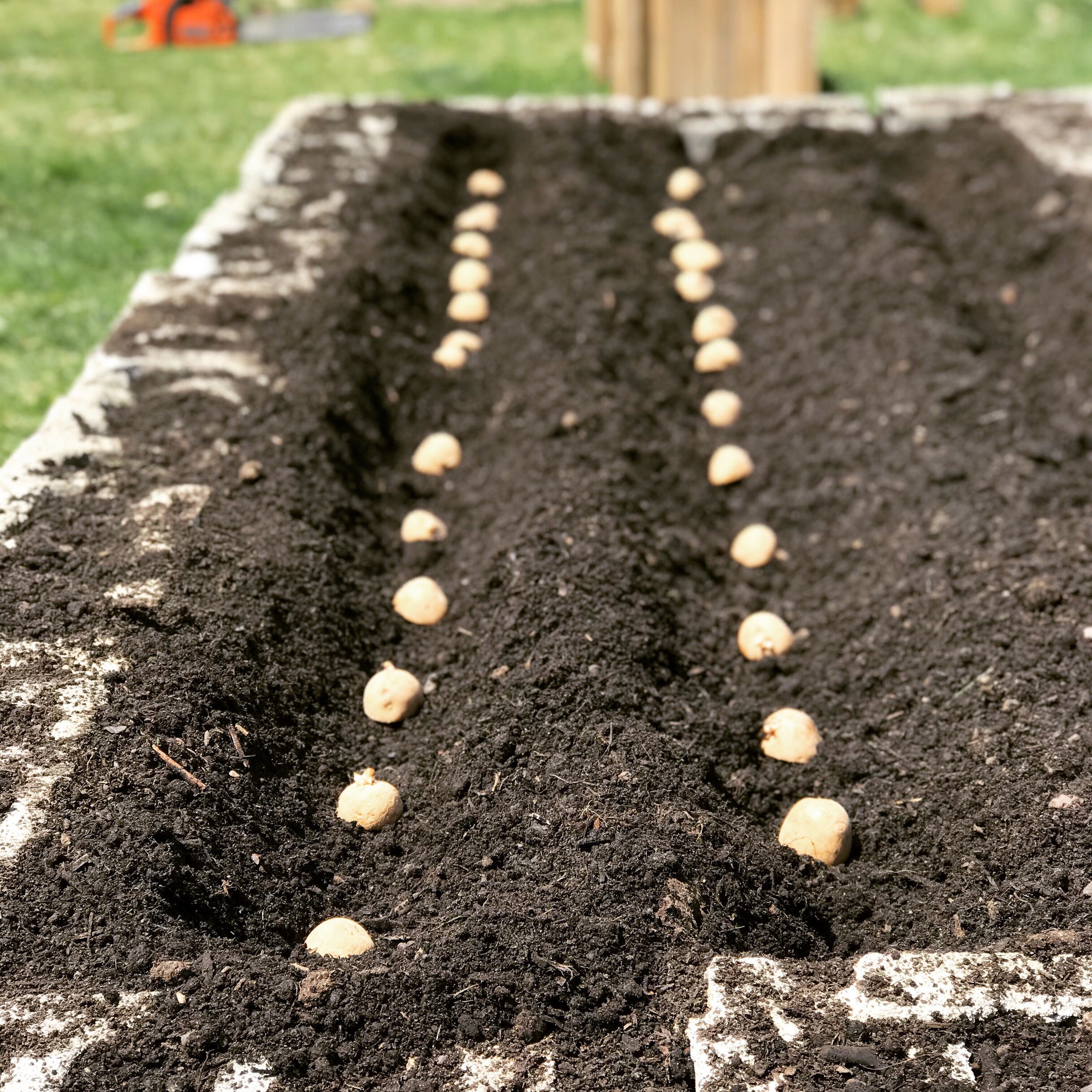 img 2975 Gardening 101: 9 Simple Steps to a Fantastic First Season!