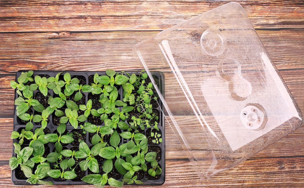 Seed Starting Tray with Humidity Dome