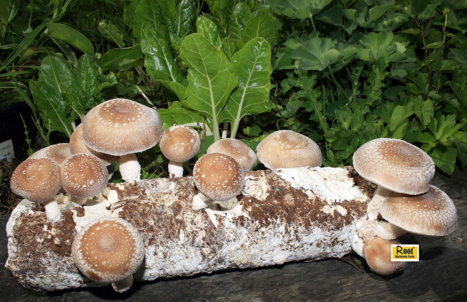 Shitake Mushroom Log Growing Kit