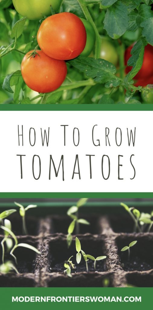 How to Grow Tomatoes 26 How to Grow Tomatoes How to Grow Tomatoes