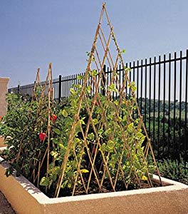Tepee Trellis