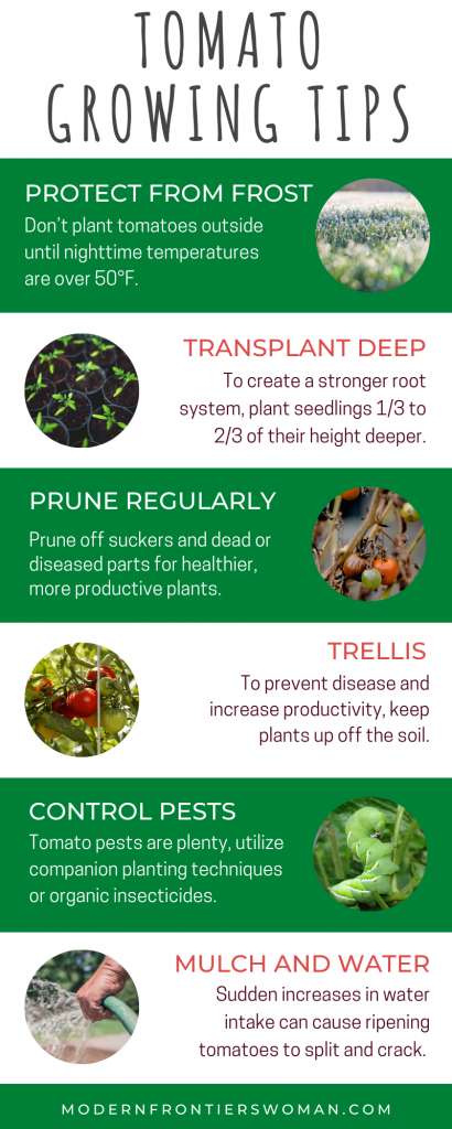 How to Grow Tomatoes 17 Tomato Growing Tips How to Grow Tomatoes
