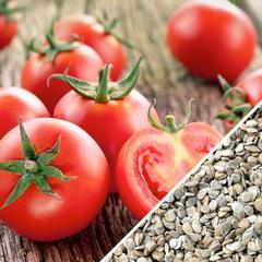How to Grow Tomatoes 8 Tomato Ace55 seeds medium 1 How to Grow Tomatoes
