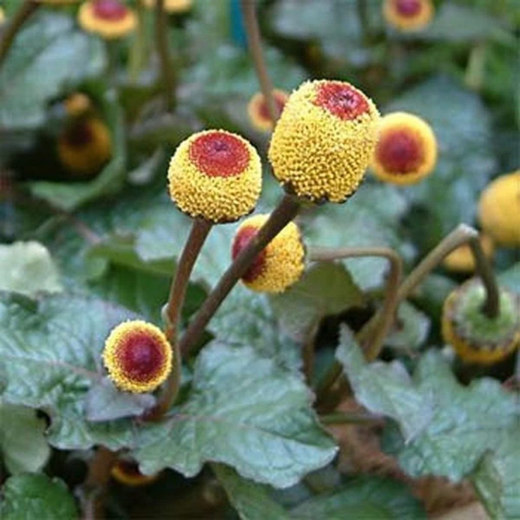 Toothace Spilanthes Plant Planning a Survival Garden for Food and Medicine