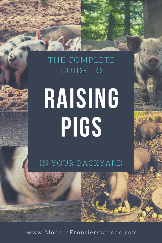 img 0781 The Complete Guide to Raising Pigs in your Backyard