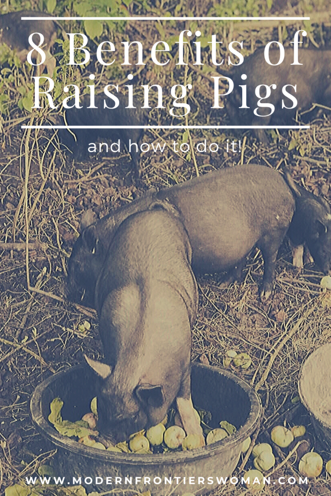 8 Benefits of Raising Pigs and how to do it! 8 Benefits of Raising Pigs and how to do it! The Benefits, Myths and Downside of Keeping Pigs