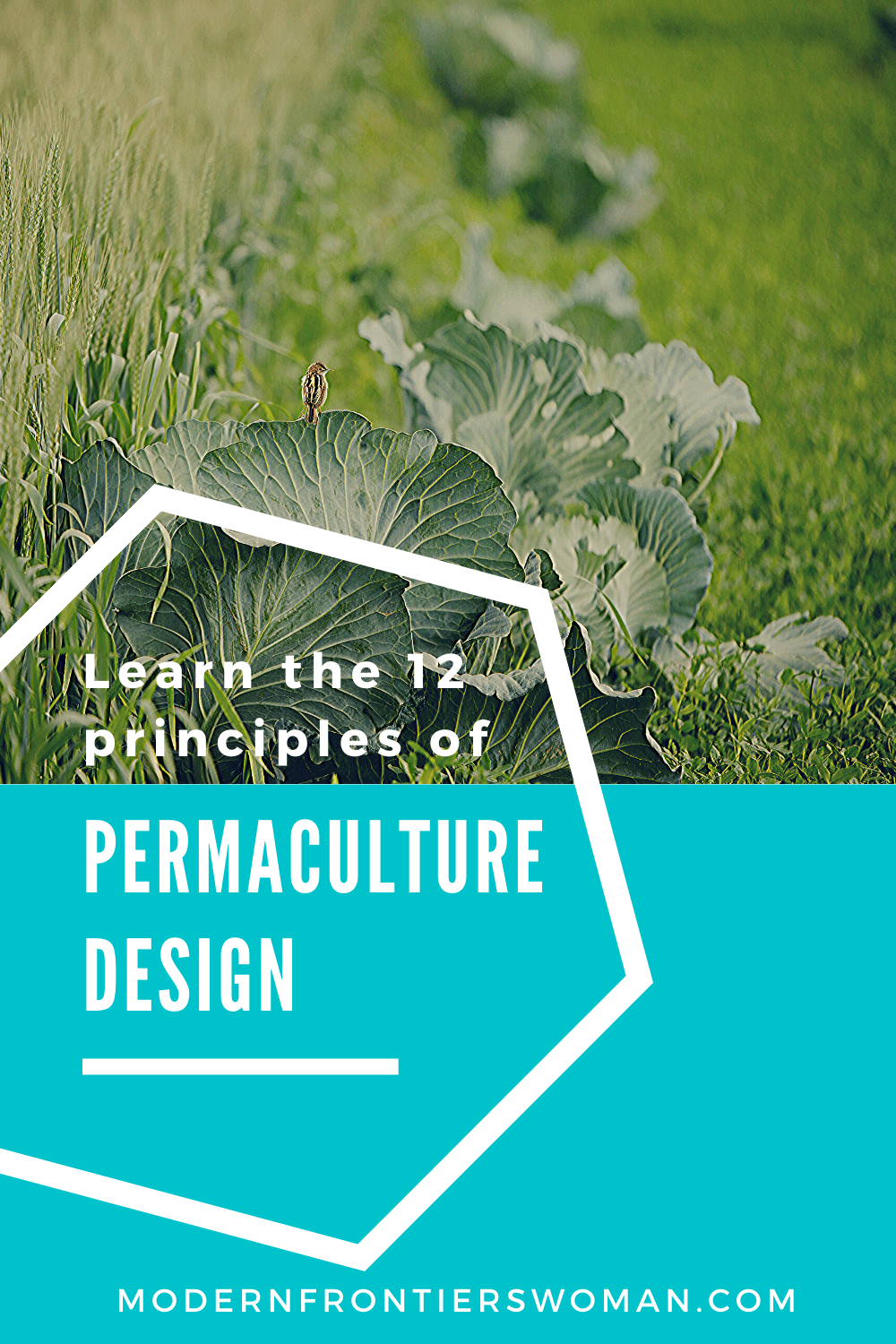 My Passion for Permaculture (and how to apply it to your homestead)!