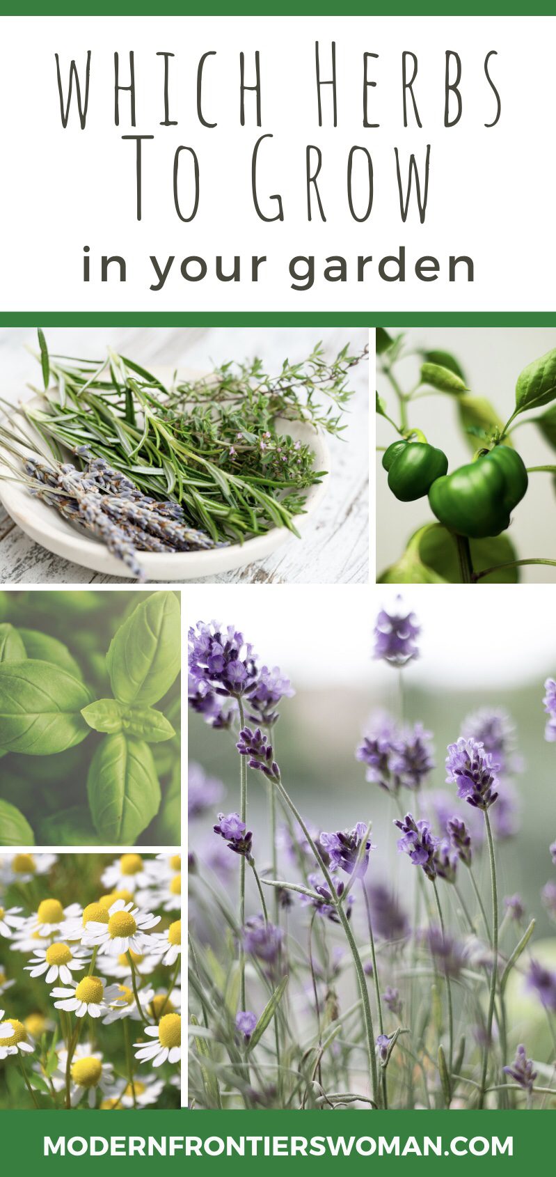 90 Unique Spices to Grow in Your Herb Garden 10 Which herbs to grow in your garden