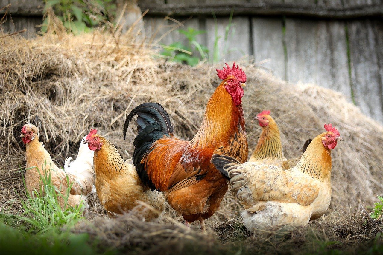 How to start Homesteading: Backyard Chickens