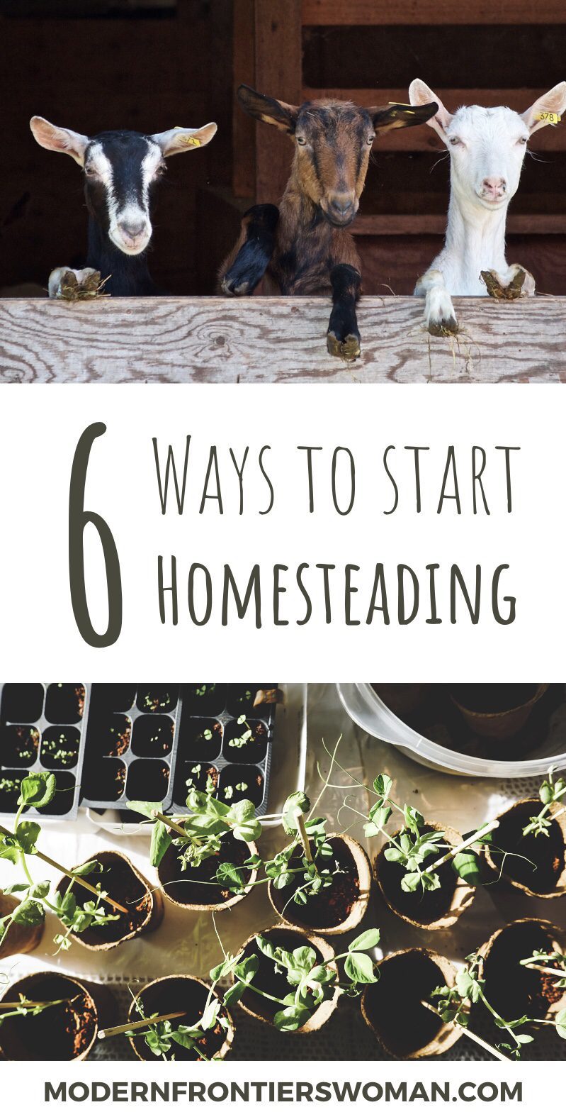 6 Ways to Start Homesteading