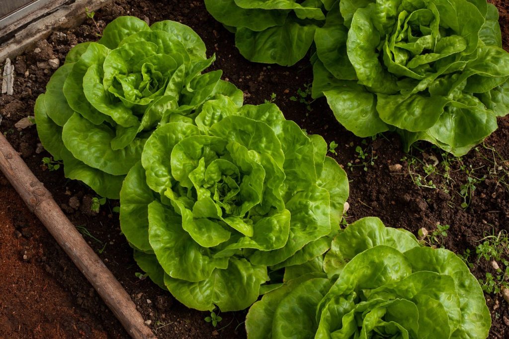 Lettuce in Raised Bed Planning a Survival Garden for Food and Medicine