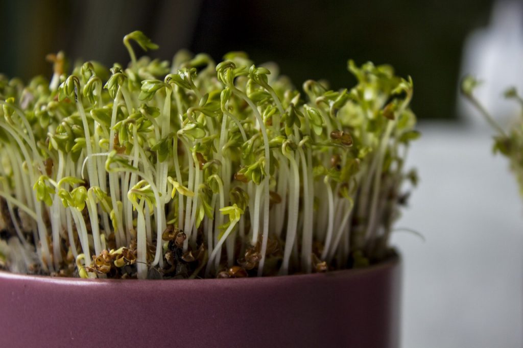 Sprouted Microgreens Planning a Survival Garden for Food and Medicine