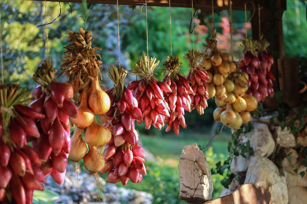 Cured Onions Hanging for Storage Planning a Survival Garden for Food and Medicine
