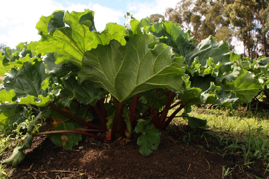 Rhubarb Plant Planning a Survival Garden for Food and Medicine