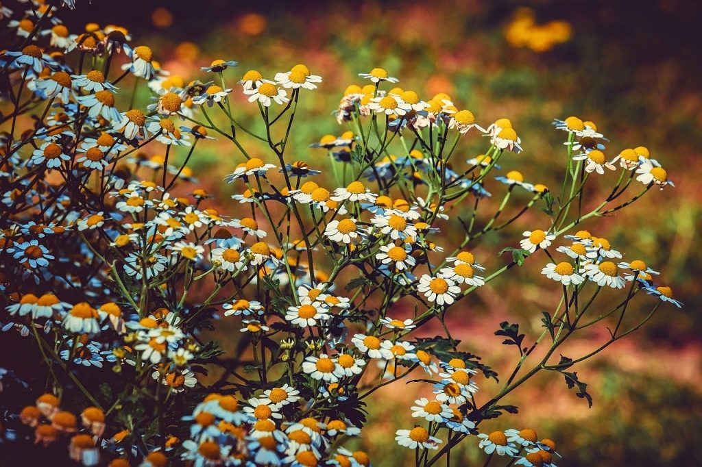 Feverfew Plant Blossoms Planning a Survival Garden for Food and Medicine