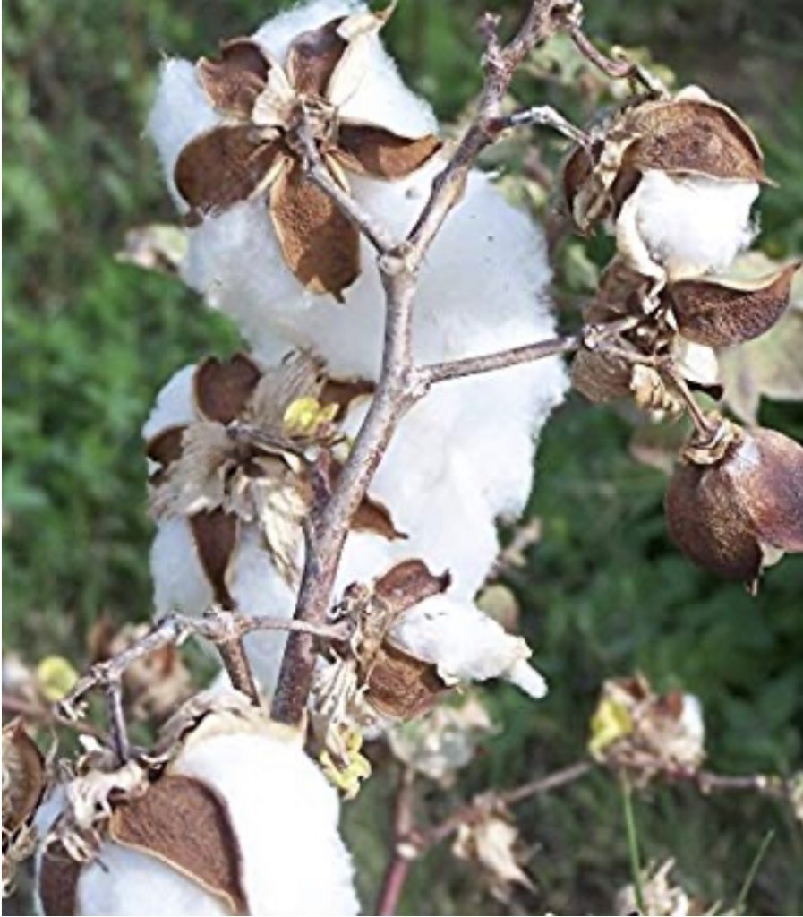 Cotton Plant Planning a Survival Garden for Food and Medicine