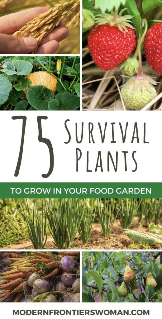 75 Survival plants to grow in Your Food Garden Planning a Survival Garden for Food and Medicine