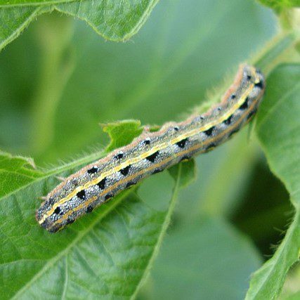 Armyworm