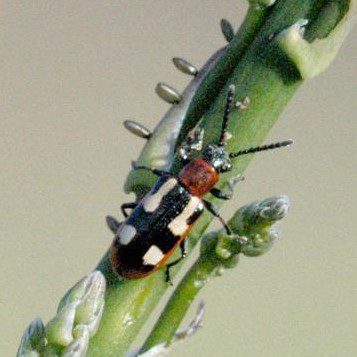 Asparagus Beetle 2 The Gardener’s Guide to Pest Insects