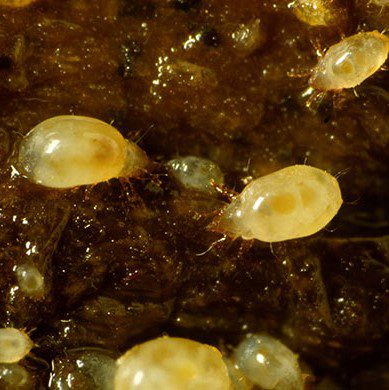 Bulb Mite