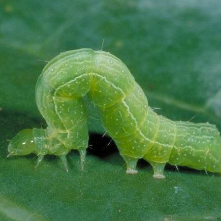 Cabbage Looper