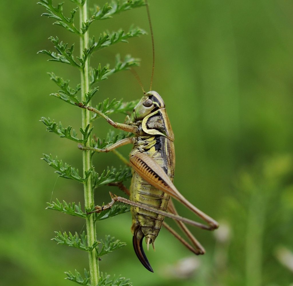 Cricket 2 The Gardener’s Guide to Pest Insects