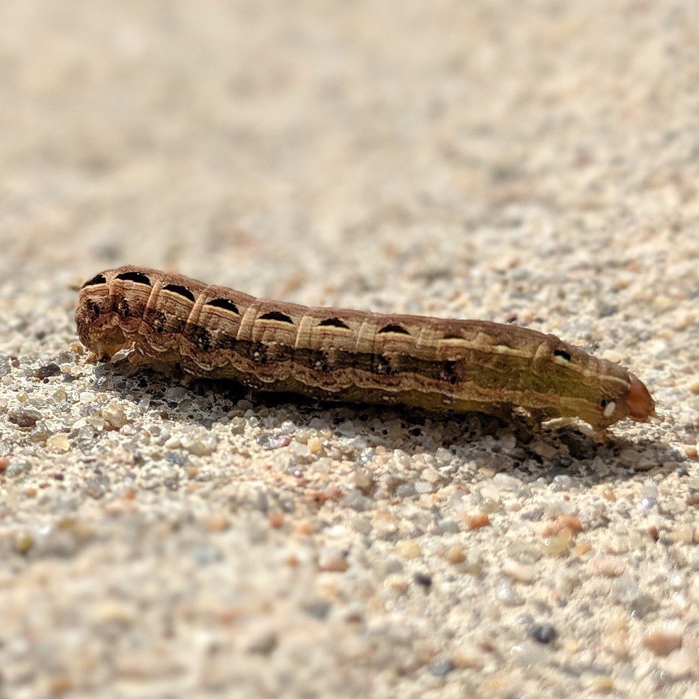 Cutworm 2 The Gardener’s Guide to Pest Insects