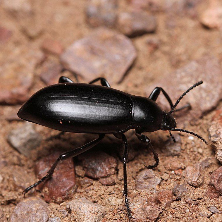 Darkling Beetle