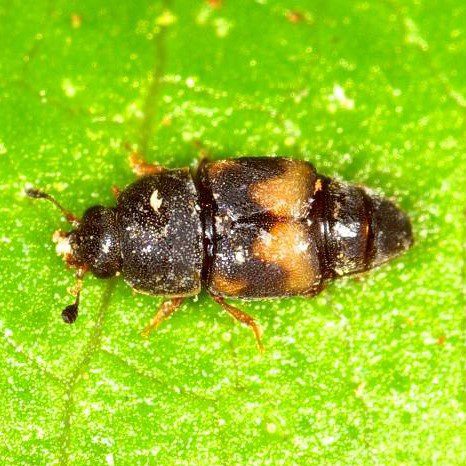 Driedfruit Beetle