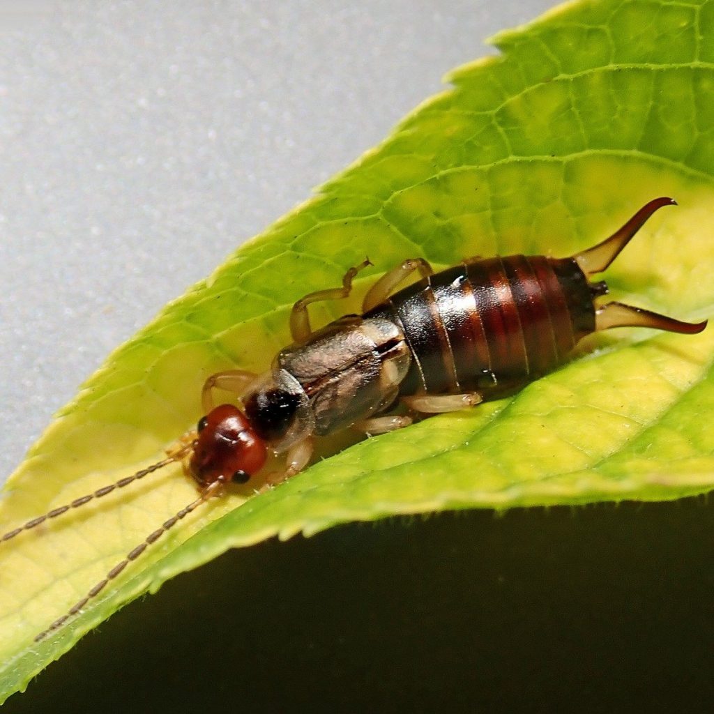 Earwig