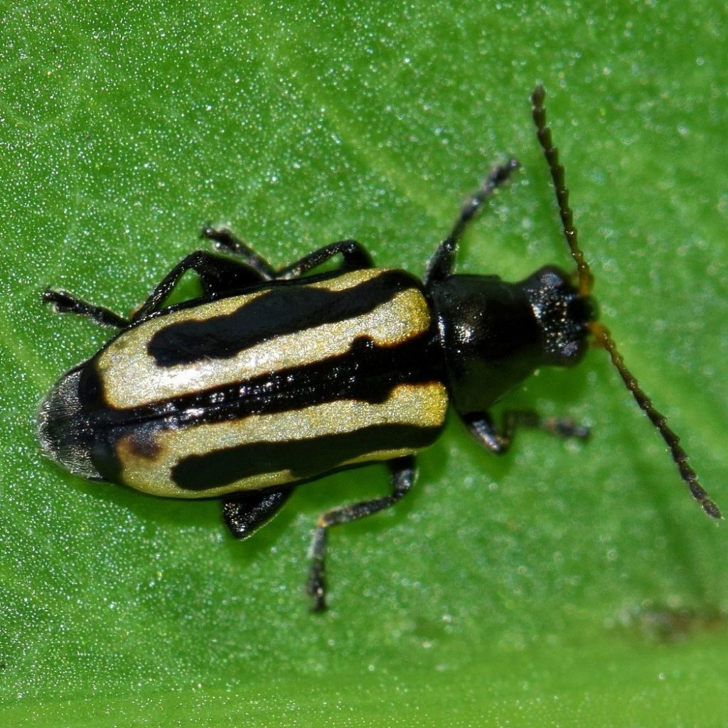 Flea Beetle