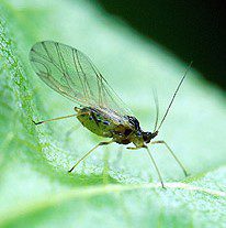 Green Peach Aphid